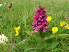 Flower on the machair